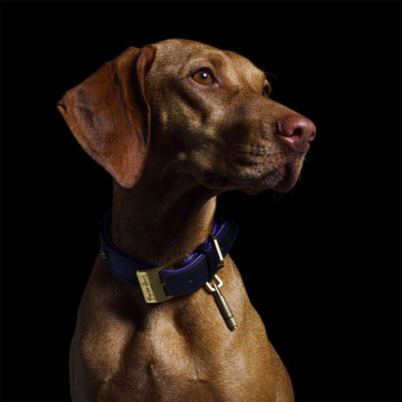 Buster + Punch - Dog Collar & Lead / Sort / Lilla / Messing - Image 5