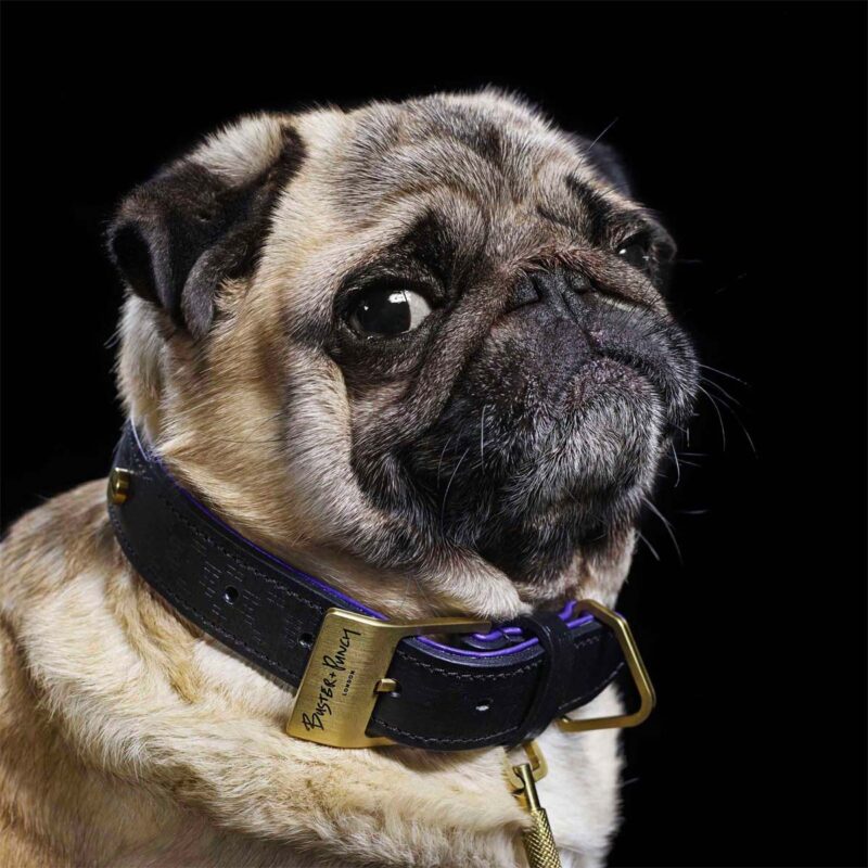 Buster + Punch - Dog Collar & Lead / Sort / Lilla / Messing - Image 6