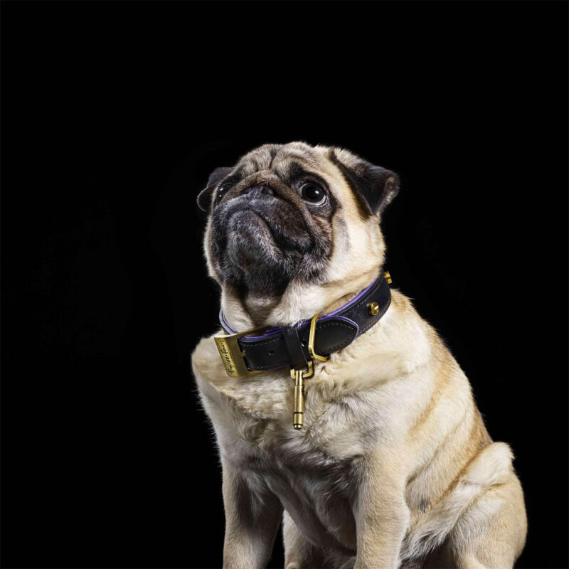 Buster + Punch - Dog Collar & Lead / Sort / Lilla / Messing - Image 7