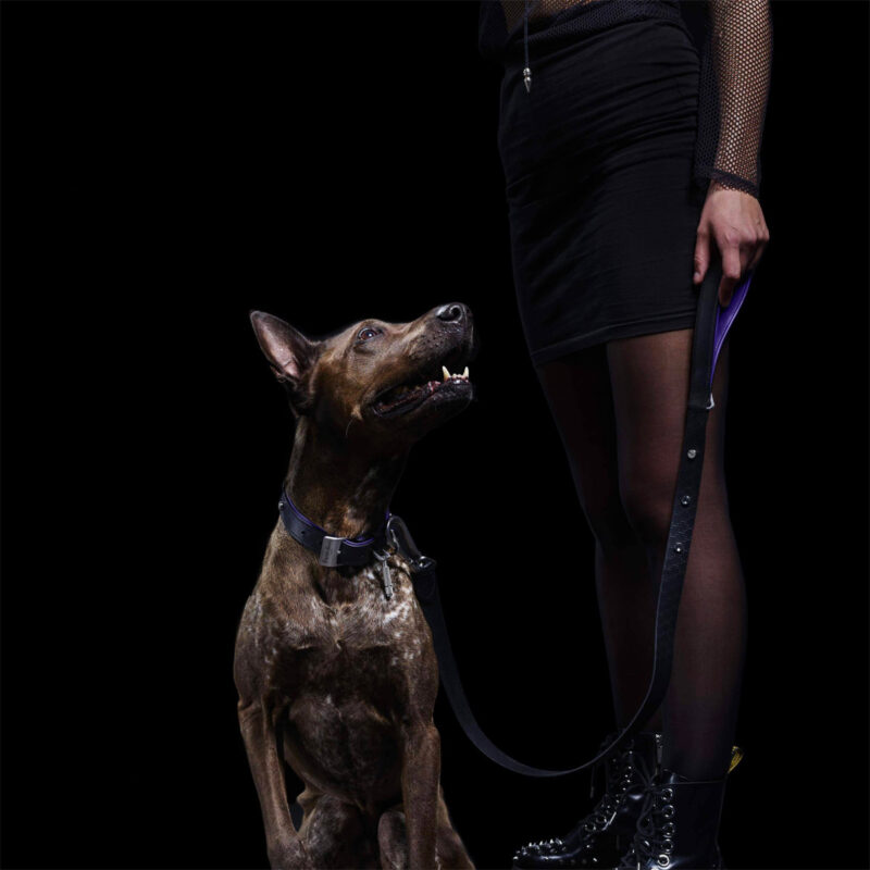 Buster + Punch - Dog Lead / Black / Purple / Brass - Image 3